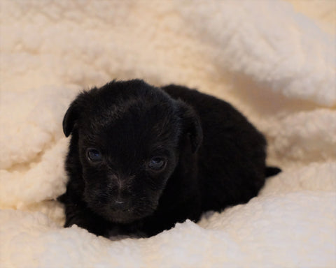 Poodle Mix For Sale Fredericksburg, OH Female- Carla