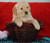 AKC Golden Retriever For Sale Holmesville, OH Female - Bella