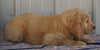 Goldendoodle (Standard) For Sale Millersburg, OH Female- Molly