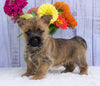 Cairn Terrier For Sale Millersburg, OH Female- Mindy