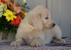 Goldendoodle (Standard) For Sale Millersburg, OH Female- Daisy