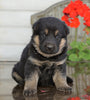 AKC Registered German Shepherd For Sale Millersburg, OH Female- Layla