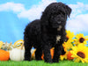 Mini Bernedoodle For Sale Sugarcreek, OH Female- Lily