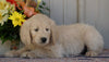 Goldendoodle (Standard) For Sale Millersburg, OH Female- Daisy