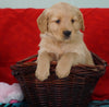 AKC Golden Retriever For Sale Holmesville, OH Female - Gracie