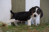 Beagle For Sale Fresno, OH Male- Max
