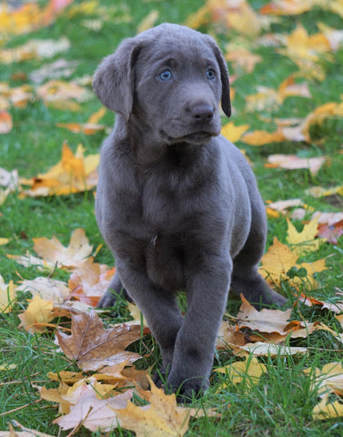 AKC Registered Silver Labrador Retreiver For Sale Sugarcreek, OH Male - George
