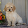Goldendoodle (Standard) For Sale Millersburg, OH Male- Rambo