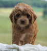 Cockapoo For Sale Dundee, OH Male- Bruce