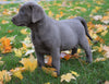 AKC Registered Silver Labrador Retreiver For Sale Sugarcreek, OH Male - George