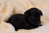 Poodle Mix for Sale Fredericksburg, OH Female- Mocha