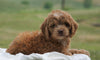 Cockapoo For Sale Dundee, OH Male- Bruce