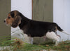 Beagle For Sale Fresno, OH Male- Danny