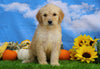 Mini Bernedoodle For Sale Sugarcreek, OH Male- Thor