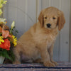 Goldendoodle (Standard) For Sale Millersburg, OH Male- Ashton