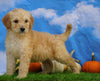 Mini Bernedoodle For Sale Sugarcreek, OH Male- Thor