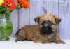 Cairn Terrier For Sale Millersburg, OH Male- Mason
