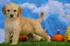 Mini Bernedoodle For Sale Sugarcreek, OH Male- Thor