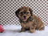 Cavapoo For Sale Fredericksburg, OH Male- Carl