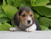 Beagle For Sale Fresno, OH Male- Danny