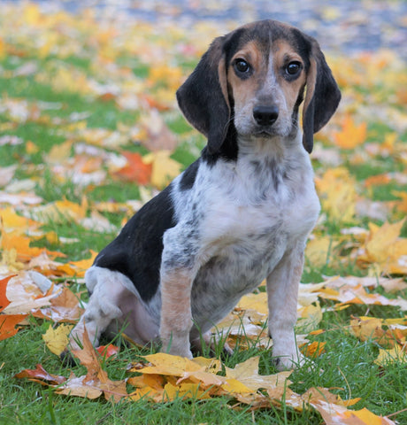 Beagle Puppy For Sale Sugarcreek, OH Male - Hank