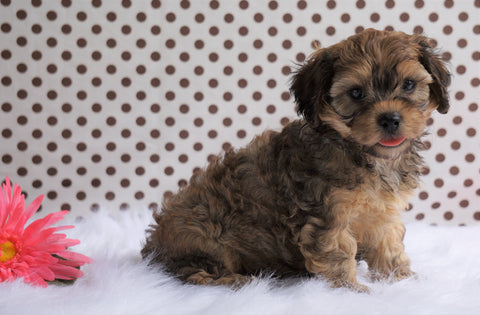 Cavapoo For Sale Fredericksburg, OH Male- Carl