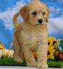Mini Bernedoodle For Sale Sugarcreek, OH Female- Abby
