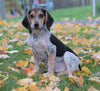 Beagle Puppy For Sale Sugarcreek, OH Male - Hank