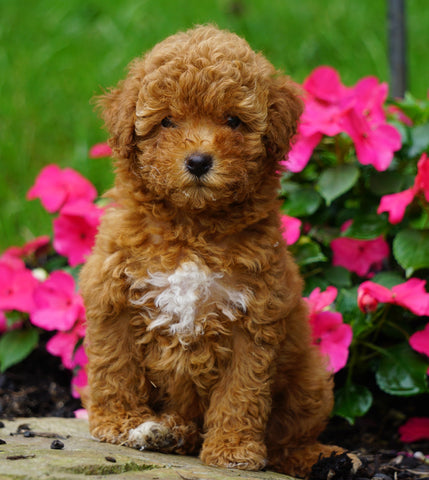 ICA Registered Toy Poodle For Sale Millersburg, OH Female- PeeWee