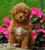 ICA Registered Toy Poodle For Sale Millersburg, OH Female- PeeWee