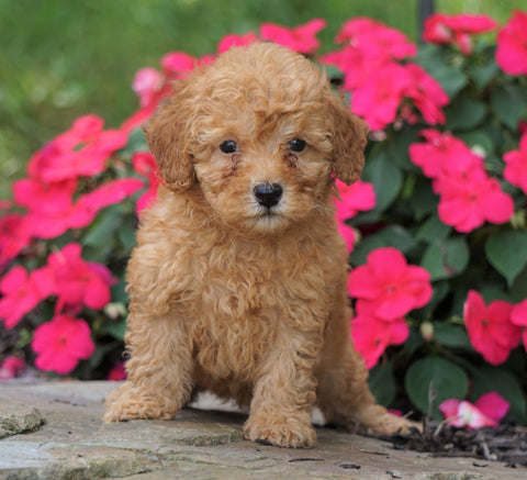 ACA Registered Toy Poodle For Sale Millersburg, OH Male- Korey