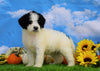 Mini Bernedoodle For Sale Sugarcreek, OH Male- Theo