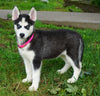 ACA Registered Siberian Husky For Sale Millersburg, OH Female- Amber