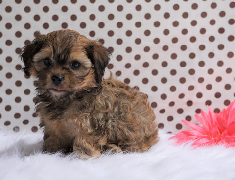 Cavapoo For Sale Fredericksburg, OH Female- Cindy