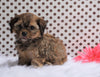 Cavapoo For Sale Fredericksburg, OH Female- Cindy