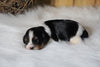 AKC Registered Cavalier King Charles Spaniel For Sale Fredericksburg, OH Female- Lola