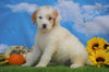 Mini Bernedoodle For Sale Sugarcreek, OH Male- Bruno