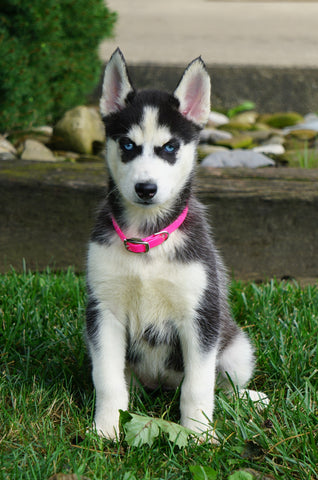 ACA Registered Siberian Husky For Sale Millersburg, OH Female- Amber