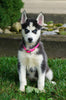 ACA Registered Siberian Husky For Sale Millersburg, OH Female- Amber