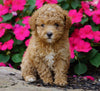 ACA Registered Toy Poodle For Sale Millersburg, OH Female- Kara