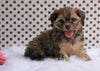 Cavapoo For Sale Fredericksburg, OH Female- Cindy