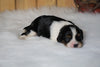 AKC Registered Cavalier King Charles Spaniel For Sale Fredericksburg, OH Female- Lola