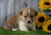 ACA Registered Pembroke Welsh Corgi For Sale Adamsville, OH Male- Jay