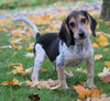 Beagle Puppy For Sale Sugarcreek, OH Male - Hank