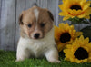 ACA Registered Pembroke Welsh Corgi For Sale Adamsville, OH Male- Jay