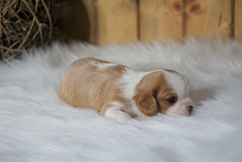 AKC Registered Cavalier King Charles Spaniel For Sale Fredericksburg, OH Female- Lexie