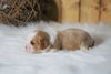 AKC Registered Cavalier King Charles Spaniel For Sale Fredericksburg, OH Female- Lexie