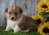 ACA Registered Pembroke Welsh Corgi For Sale Adamsville, OH Male- Jay