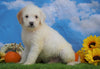 Mini Bernedoodle For Sale Sugarcreek, OH Male- Koda