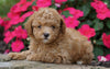 ACA Registered Toy Poodle For Sale Millersburg, OH Female- Kara